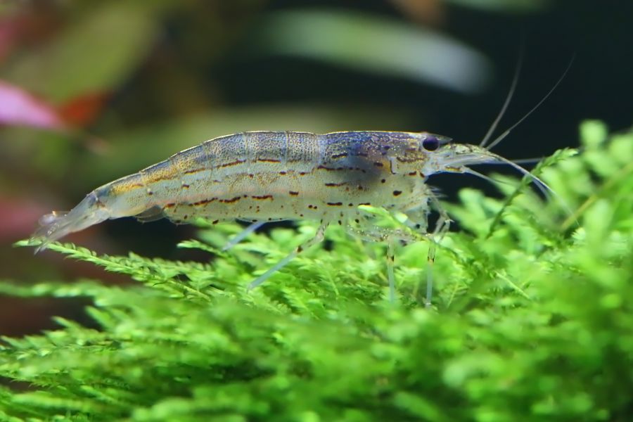 How long do aquarium shrimp live - Amano Shrimp