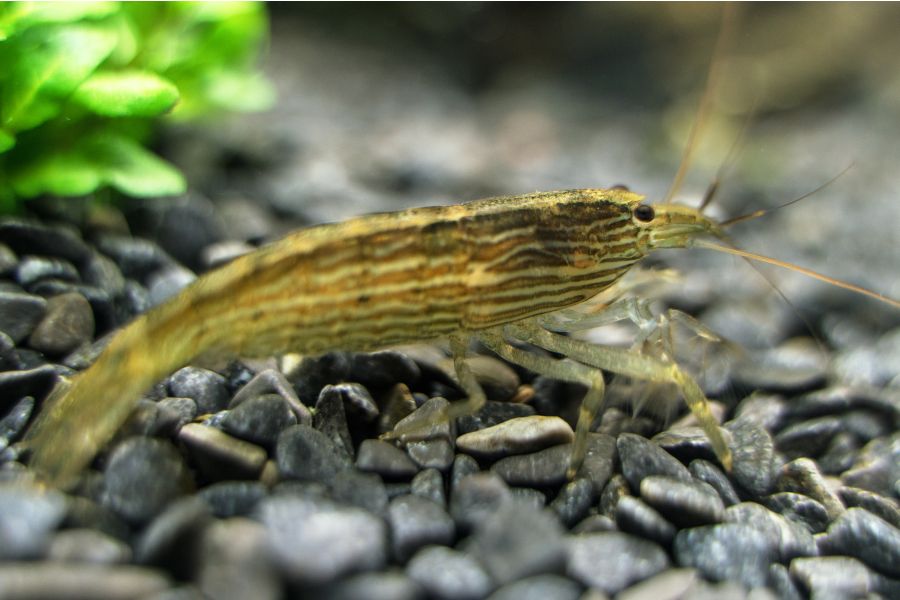How long do aquarium shrimp live - Bamboo Shrimp