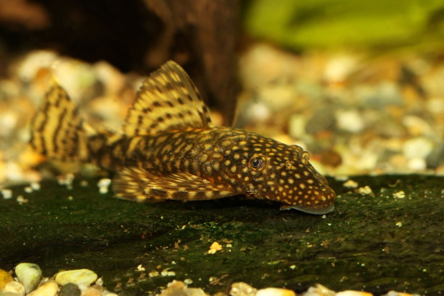 Best aquarium fish for beginners - Bristlenose Pleco
