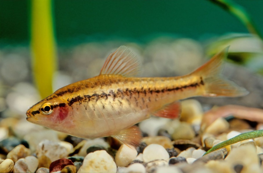 Best Aquarium Fish for Beginners - Cherry Barb