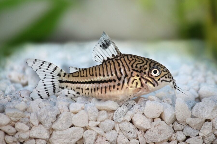Paradise fish tank mates - Cory Catfish