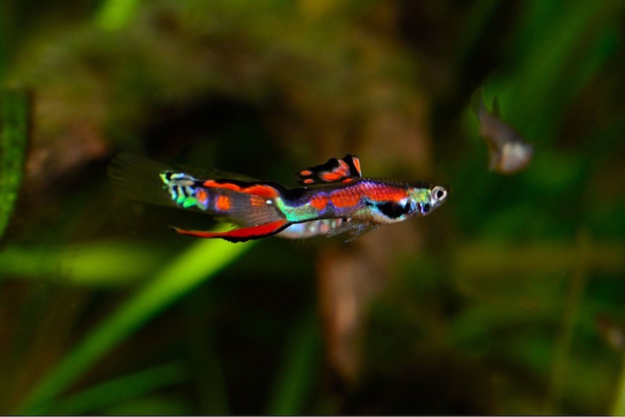 Best Fish for No Filter Tank - Endlers