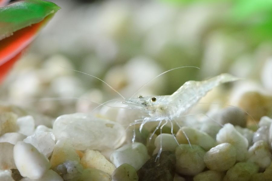 How long do aquarium shrimp live - Ghost Shrimp
