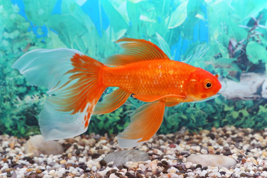 Incompatible tank mates - Goldfish