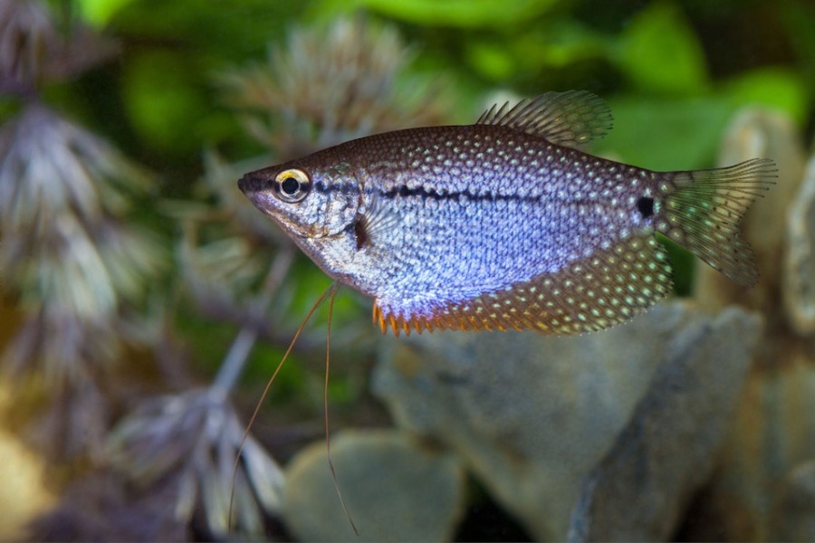 Best aquarium fish for beginners - Pearl Gourami