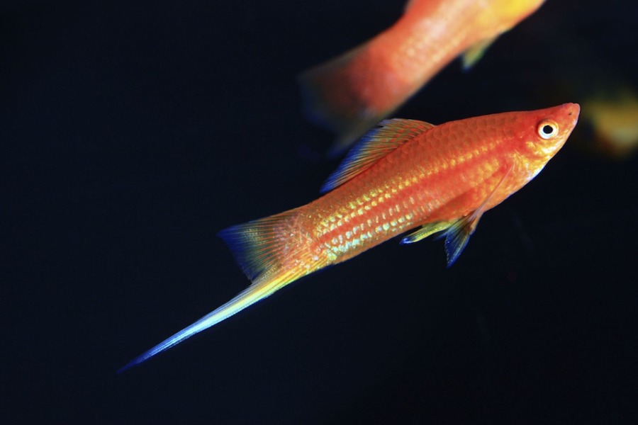 Best Fish for No Filter Tank - Swordtail Fish