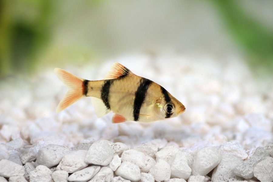 Best aquarium fish for beginners - Tiger Barbs