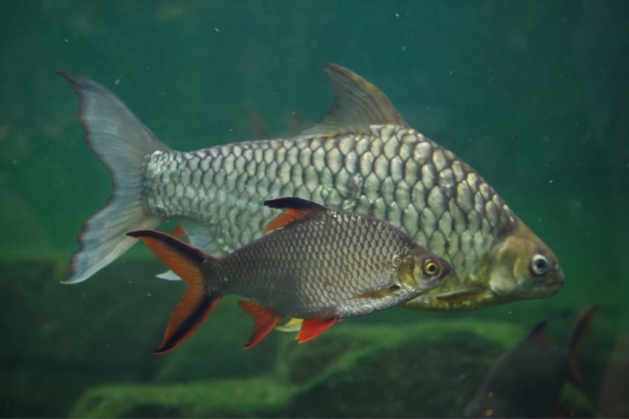 Best aquarium fish for beginners - Tinfoil Barbs