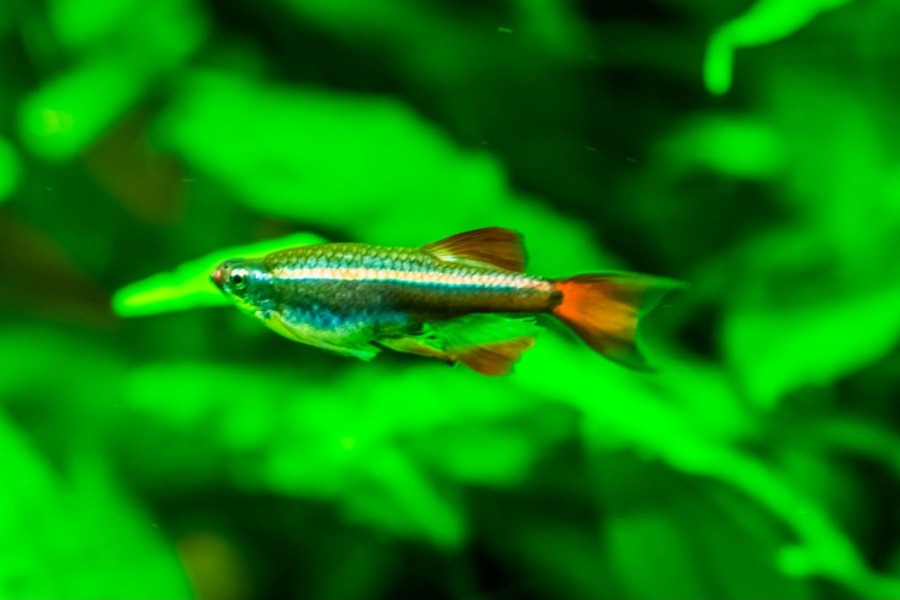 Best Fish for No Filter Tank - White Cloud Minnow