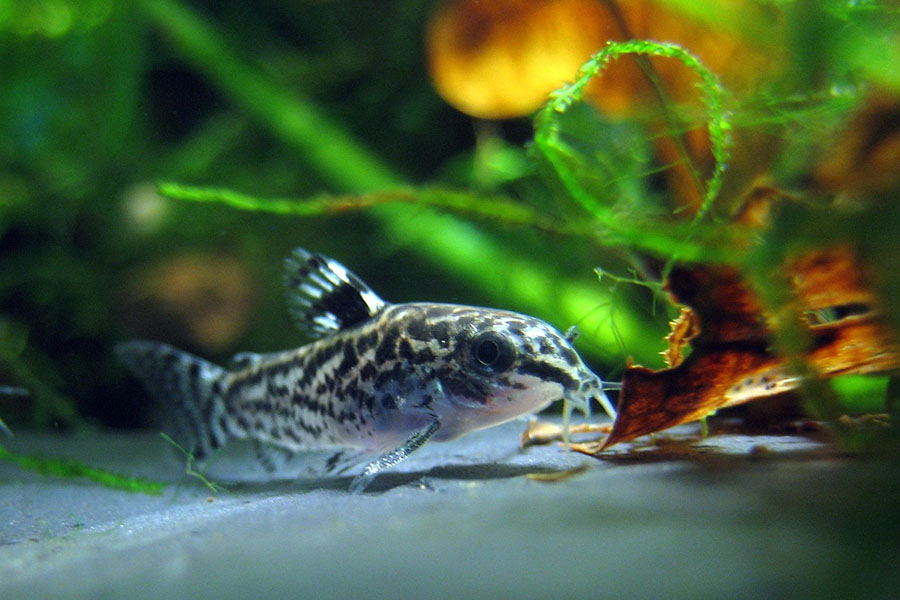 Best Aquarium Fish for Beginners - Cory Catfish