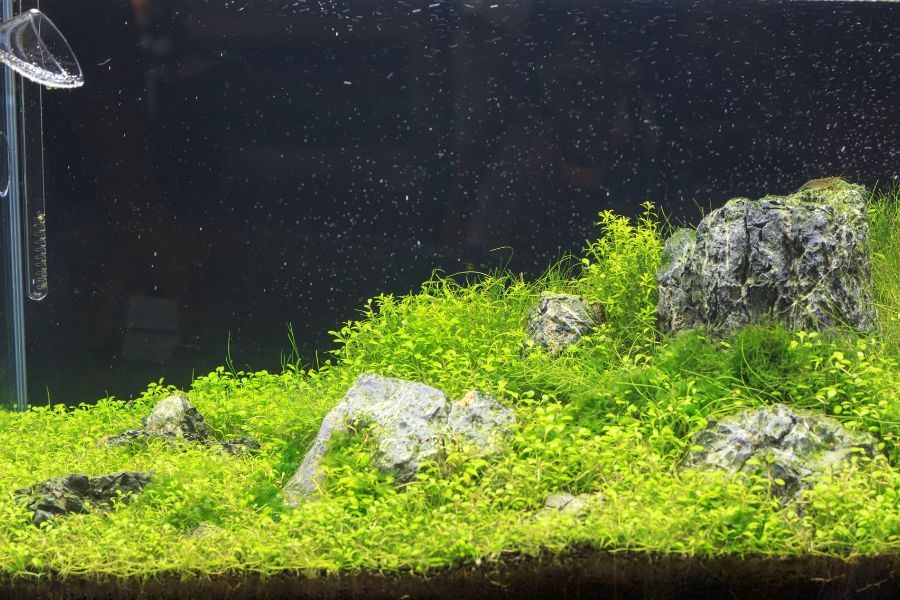 Beginner Aquarium Carpet Plants