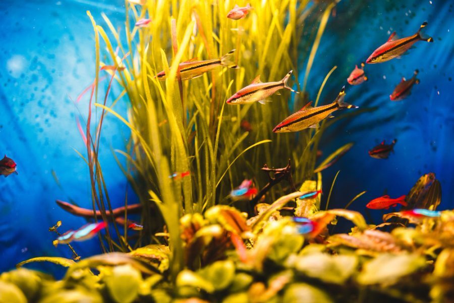 Best Aquarium Fish for Beginners
