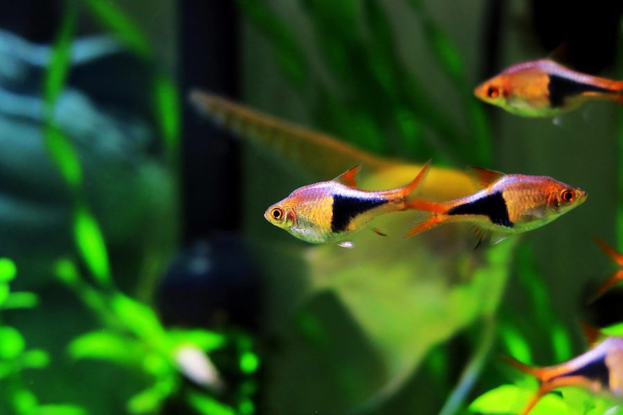 Ultimate Harlequin Rasboras Guide 2023 - Fish Aquarium Online Guide