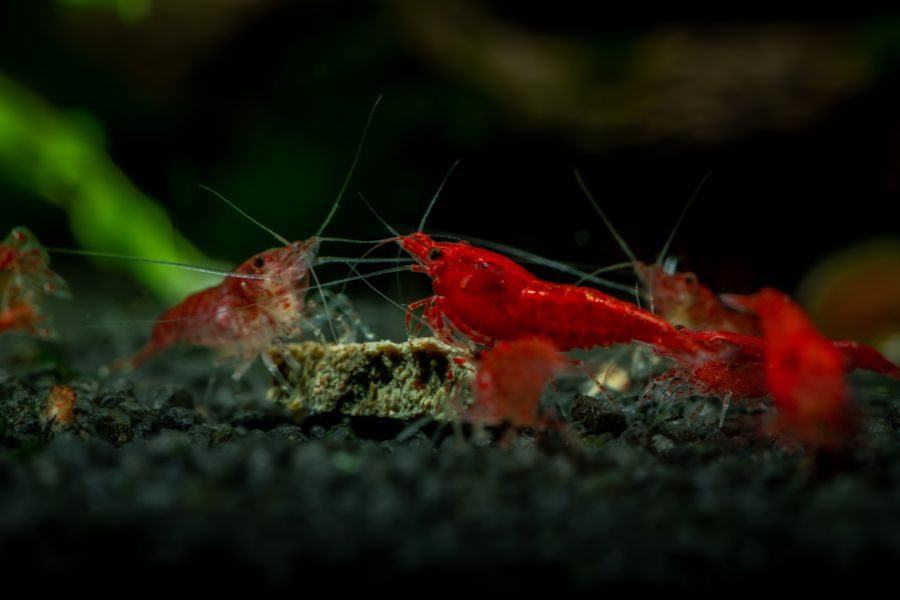 How long do aquarium shrimp live