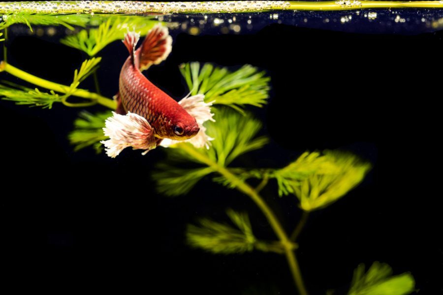 5 best plants for betta fish